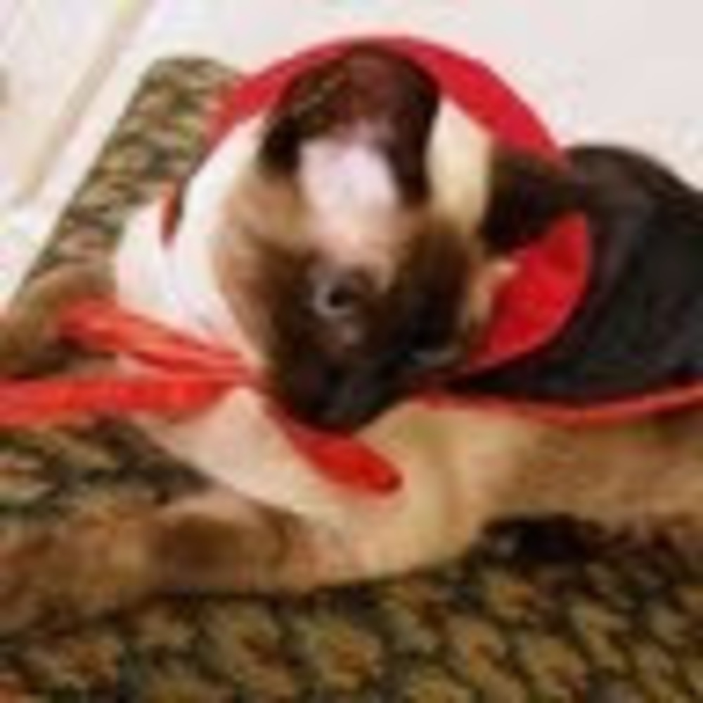 Meet your Posher, Cameron